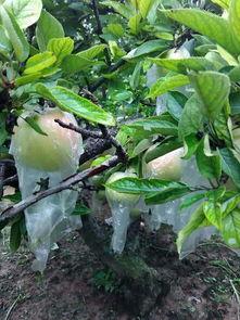 苏北医院吃瓜,揭秘背后真相与争议 第2张 苏北医院吃瓜,揭秘背后真相与争议 第2张